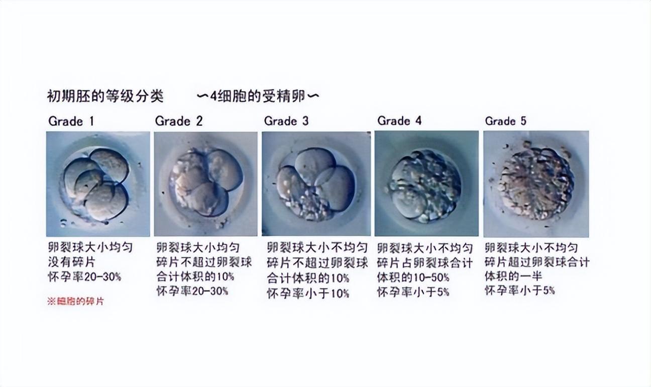 试管婴儿 | 为什么我取到十几颗卵子，却只配成几个胚胎？