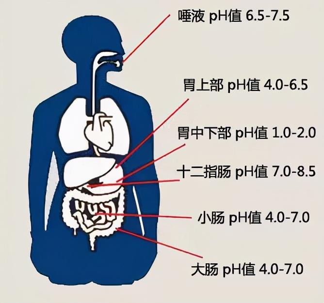 打破谣言｜|多吃碱性食物能**孩